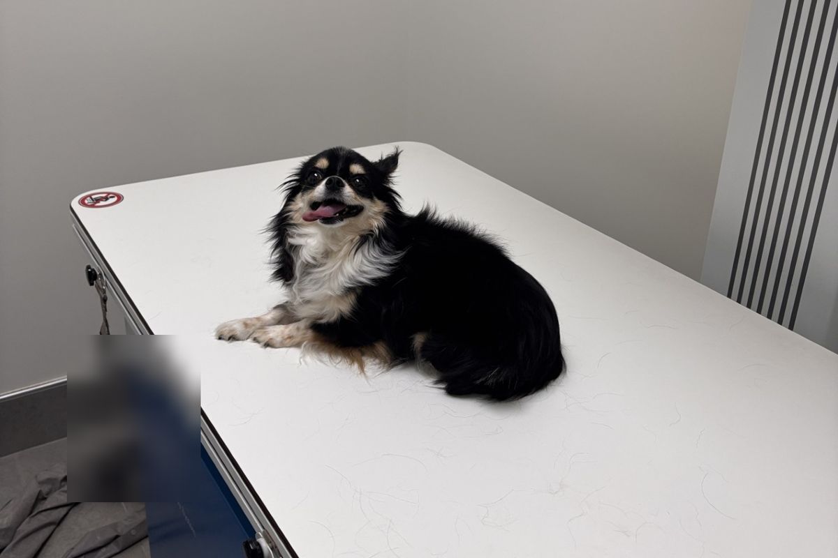 Small dog on an existing X-ray table