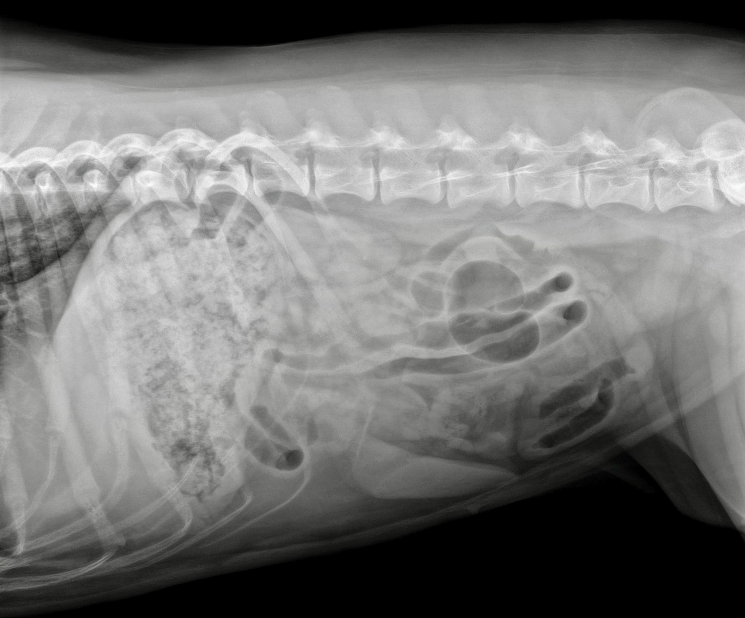 Lateral abdominal radiograph of a large dog