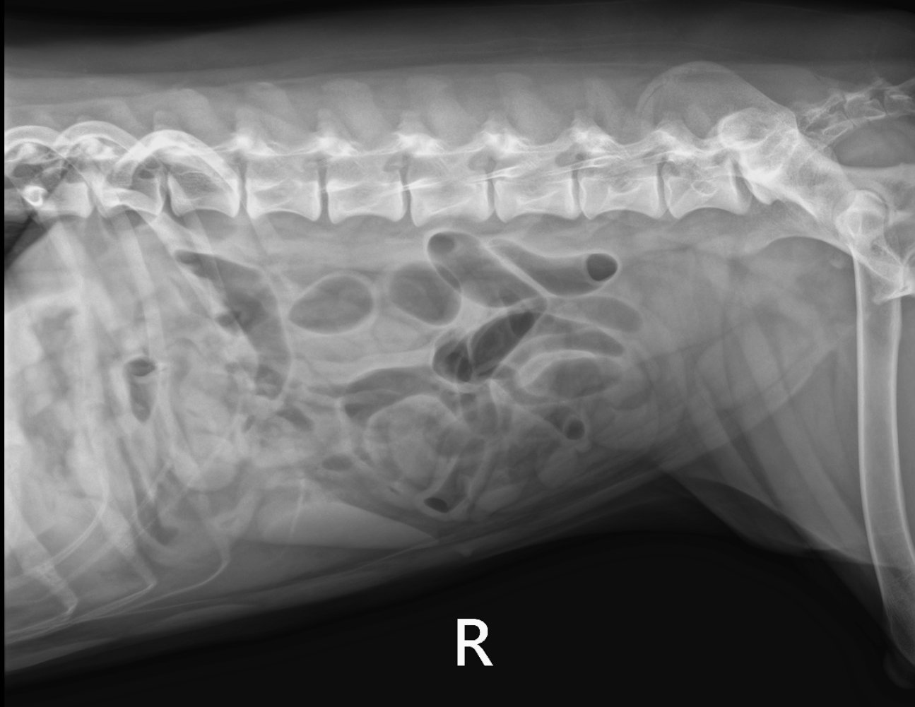 Lateral abdominal radiograph of a large dog