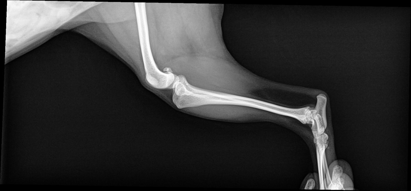 Lateral radiograph of a small dog's hindlimb, hip to paw
