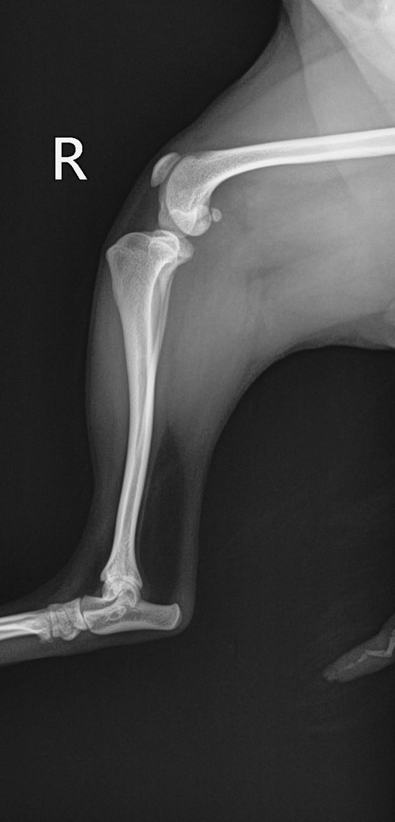 Lateral radiograph of a small dog's hindlimb
