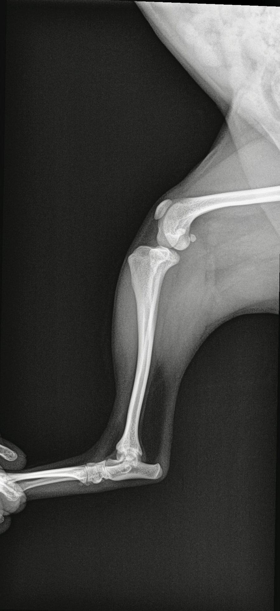 Lateral radiograph of a small dog's stifle